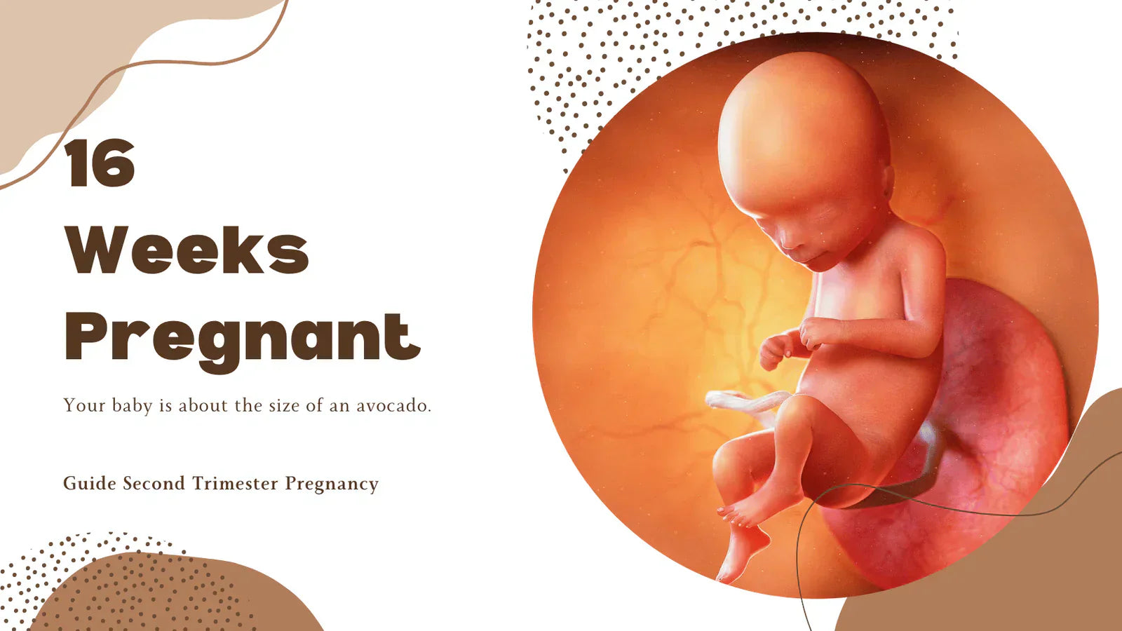 16 Weeks Pregnant